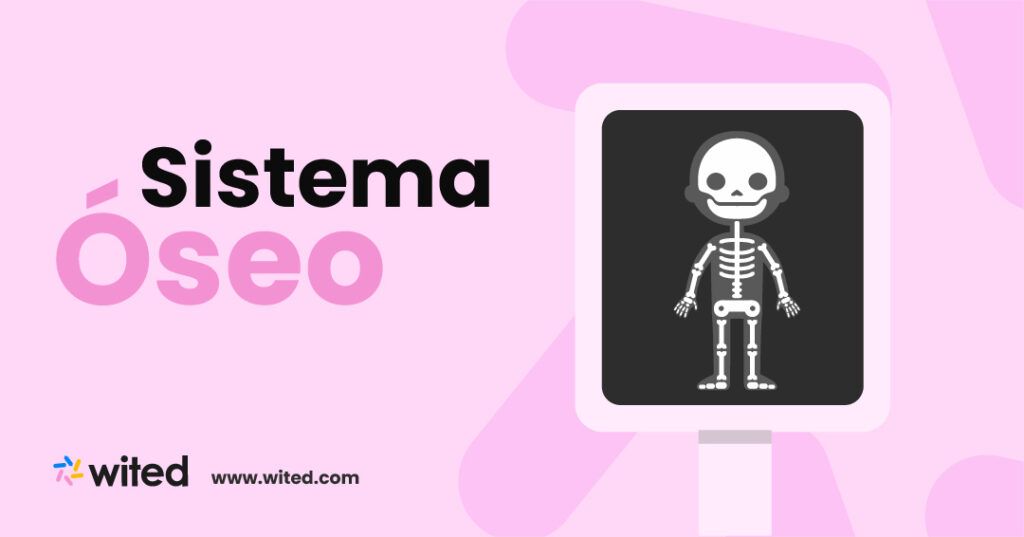 Sistema óseo